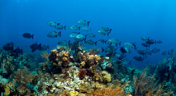 Bimini Islands, Bahamas